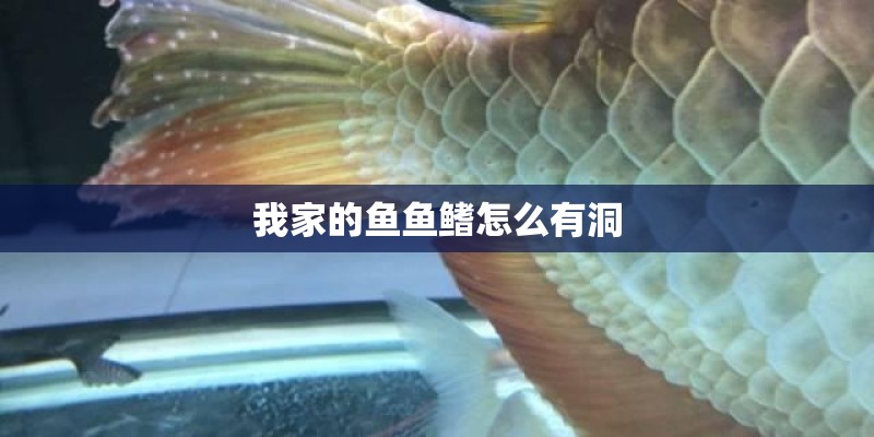 我家的鱼鱼鳍怎么有洞