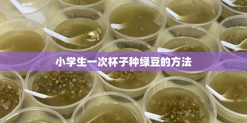 小学生一次杯子种绿豆的方法