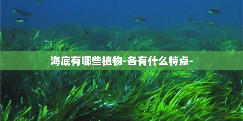 海底有哪些植物-各有什么特点-