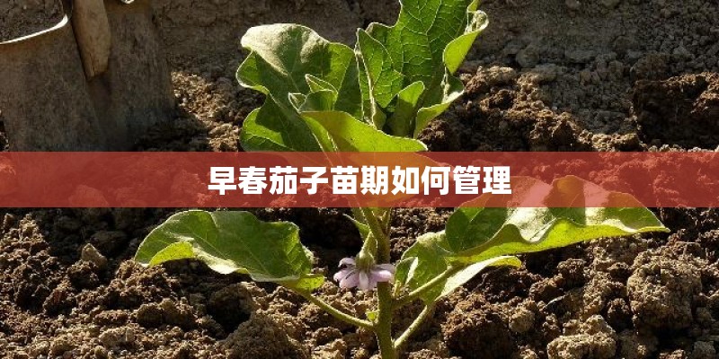 早春茄子苗期如何管理