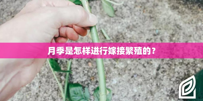 月季是怎样进行嫁接繁殖的? 月季是怎样进行嫁接繁殖的?