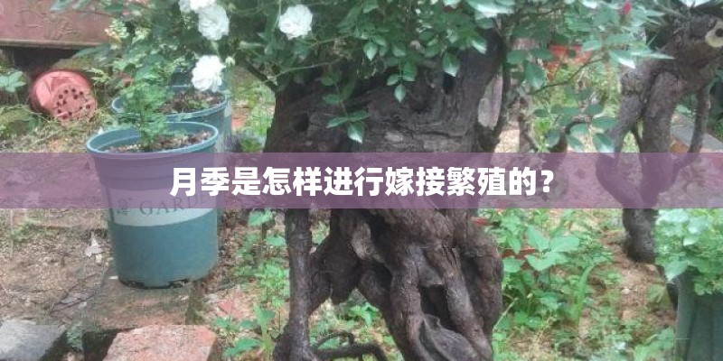 月季是怎样进行嫁接繁殖的? 月季是怎样进行嫁接繁殖的?
