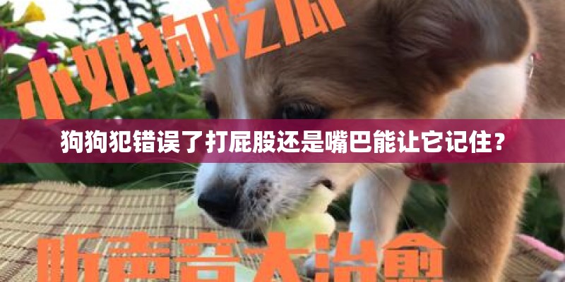 狗狗犯错误了打屁股还是嘴巴能让它记住？