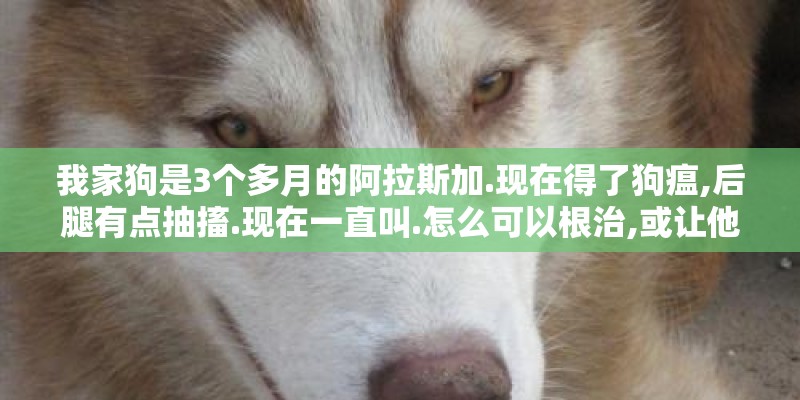 我家狗是3个多月的阿拉斯加.现在得了狗瘟,后腿有点抽搐.现在一直叫.怎么可以根治,或让他减轻疼痛.