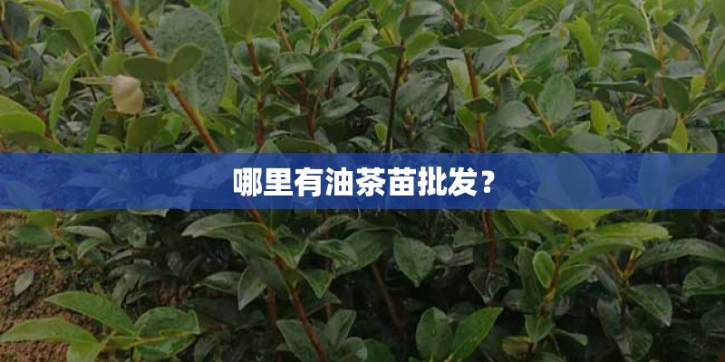哪里有油茶苗批发？
