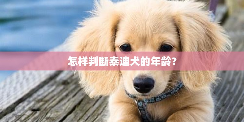 怎样判断泰迪犬的年龄? 怎样判断泰迪犬的年龄?