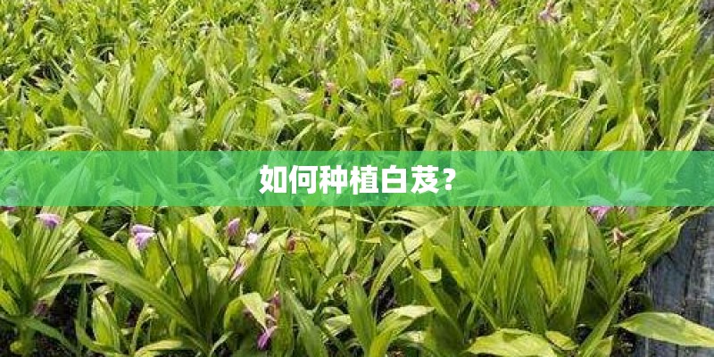 如何种植白芨? 如何种植白芨?