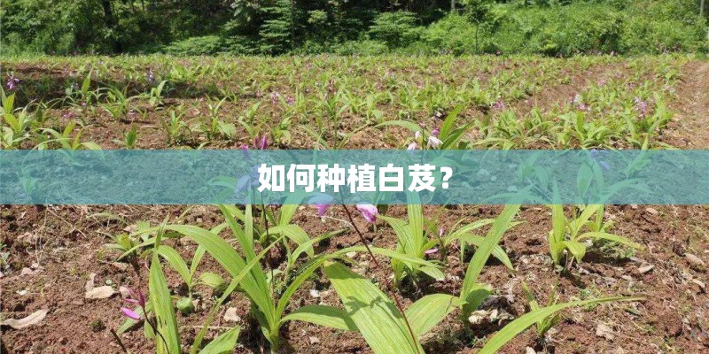 如何种植白芨? 如何种植白芨?