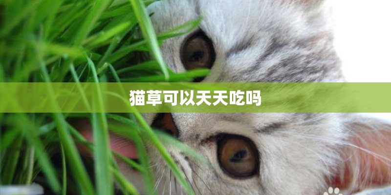 猫草可以天天吃吗