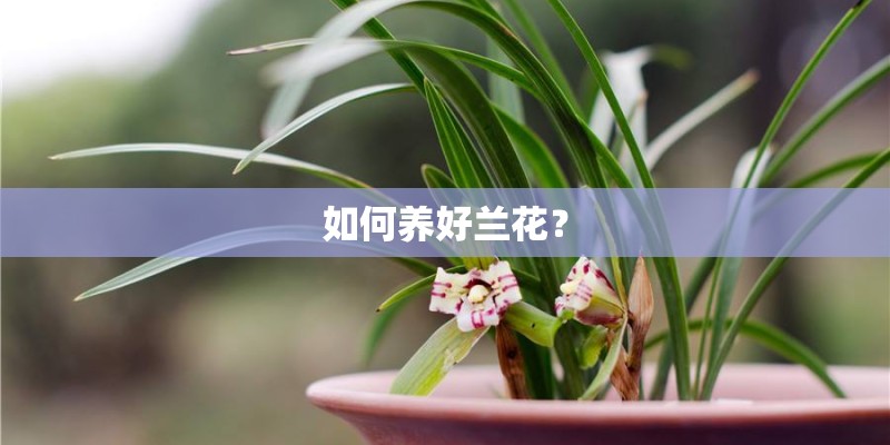 如何养好兰花? 如何养好兰花?