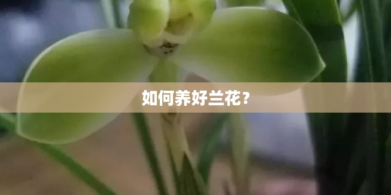 如何养好兰花? 如何养好兰花?