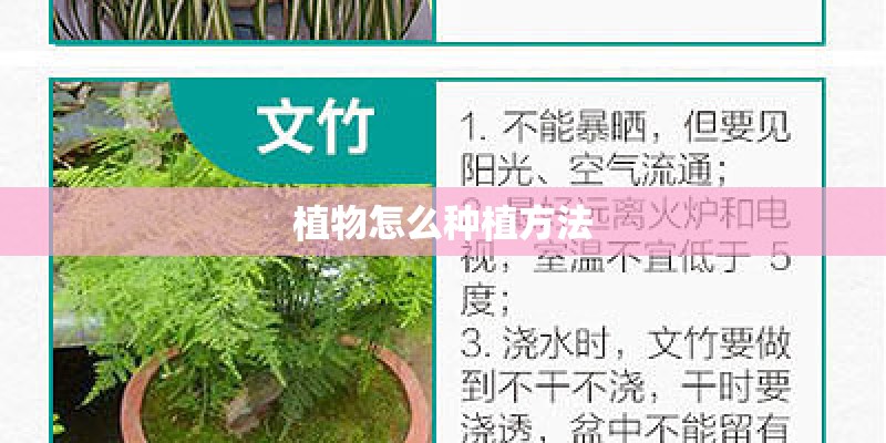 植物怎么种植方法