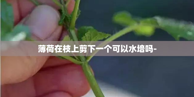 薄荷在枝上剪下一个可以水培吗- 薄荷在枝上剪下一个可以水培吗-