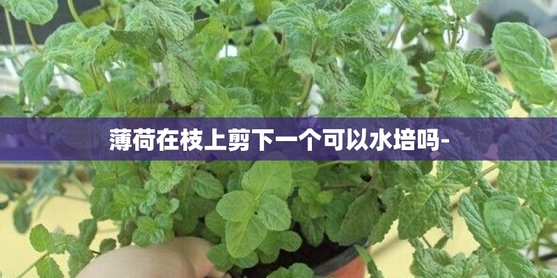 薄荷在枝上剪下一个可以水培吗- 薄荷在枝上剪下一个可以水培吗-