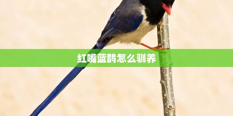 红嘴蓝鹊怎么驯养