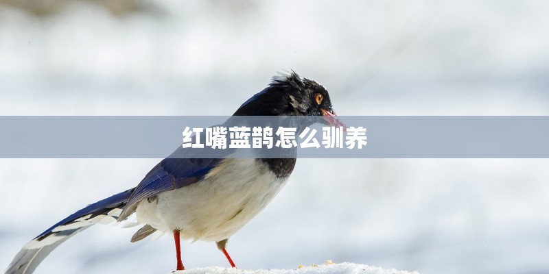 红嘴蓝鹊怎么驯养
