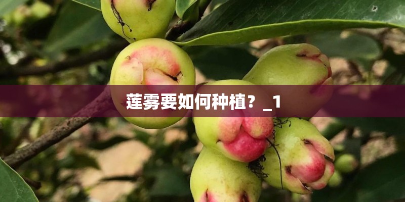 莲雾要如何种植？_1