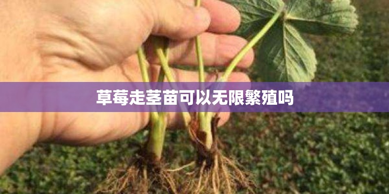 草莓走茎苗可以无限繁殖吗