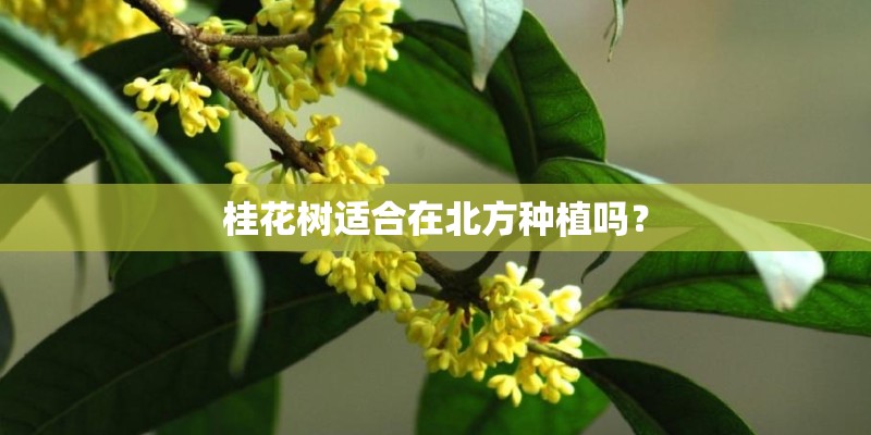 桂花树适合在北方种植吗? 桂花树适合在北方种植吗?