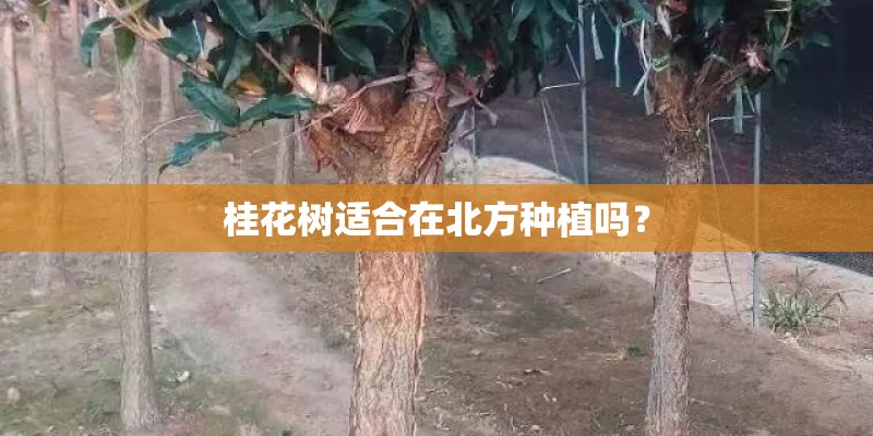 桂花树适合在北方种植吗? 桂花树适合在北方种植吗?
