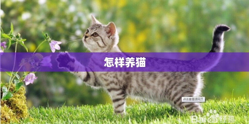 怎样养猫 怎样养猫