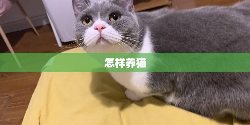 怎样养猫 怎样养猫
