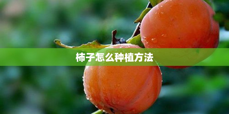 柿子怎么种植方法 柿子怎么种植方法