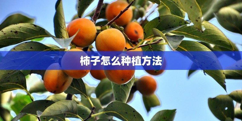 柿子怎么种植方法 柿子怎么种植方法