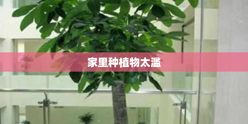 家里种植物太滥 家里种植物太滥