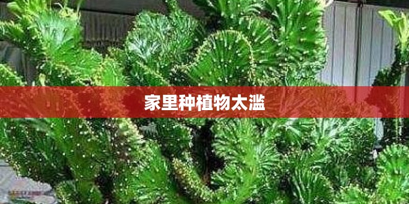 家里种植物太滥 家里种植物太滥