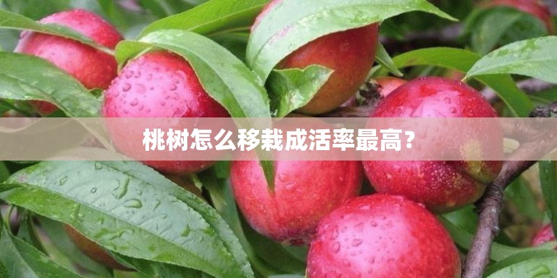 桃树怎么移栽成活率最高? 桃树怎么移栽成活率最高?