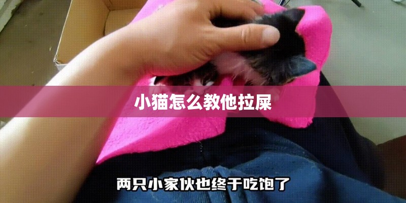 小猫怎么教他拉屎 小猫怎么教他拉屎