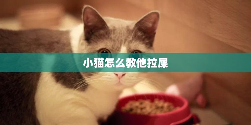 小猫怎么教他拉屎 小猫怎么教他拉屎