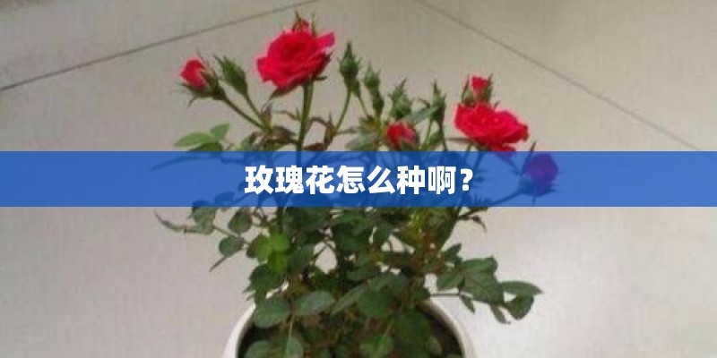 玫瑰花怎么种啊？