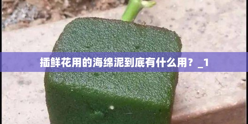 插鲜花用的海绵泥到底有什么用?_1 插鲜花用的海绵泥到底有什么用?_1