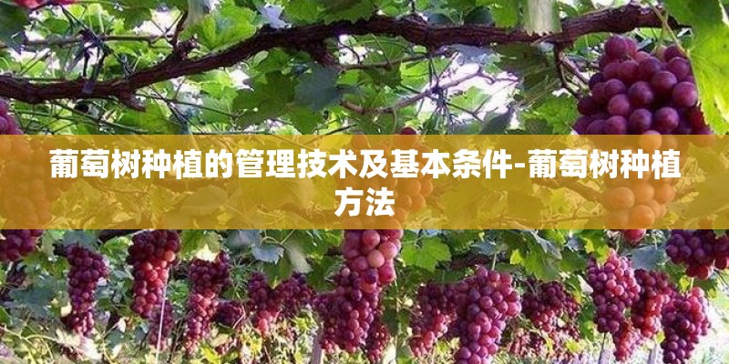 葡萄树种植的管理技术及基本条件-葡萄树种植方法 葡萄树种植的管理技术及基本条件-葡萄树种植方法