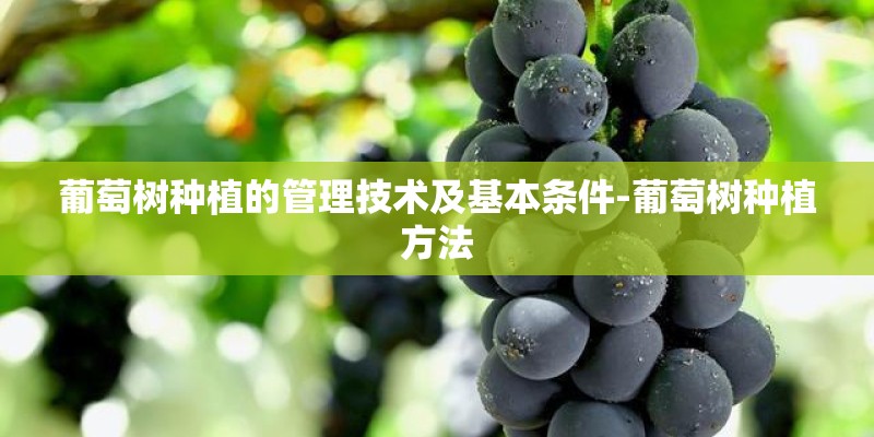 葡萄树种植的管理技术及基本条件-葡萄树种植方法 葡萄树种植的管理技术及基本条件-葡萄树种植方法