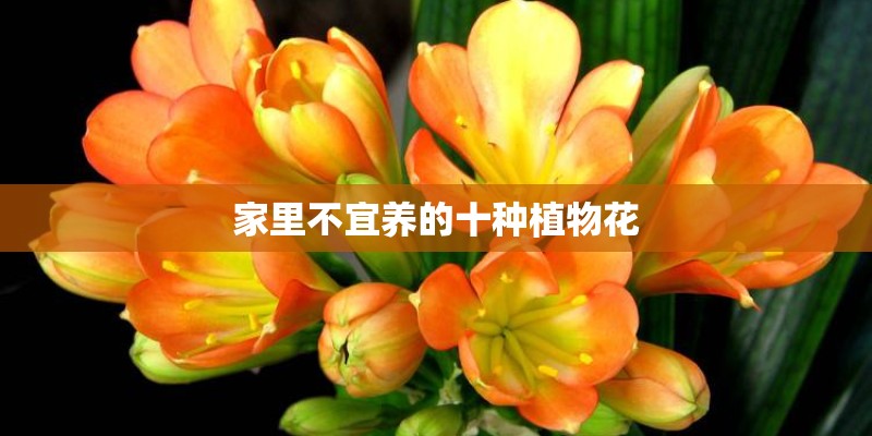 家里不宜养的十种植物花 家里不宜养的十种植物花