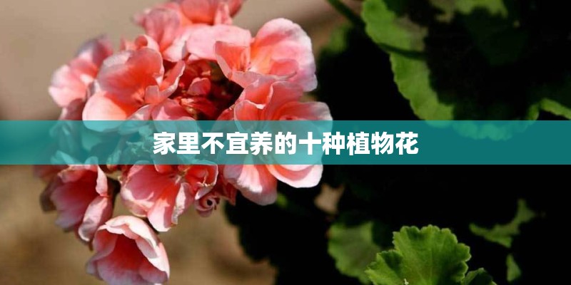 家里不宜养的十种植物花 家里不宜养的十种植物花