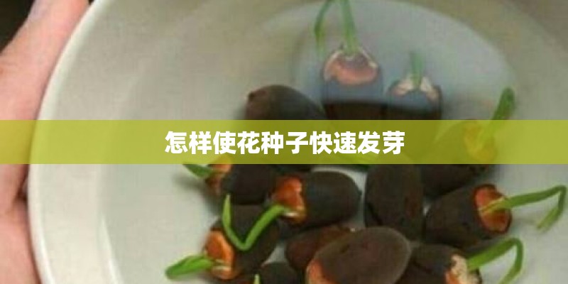 怎样使花种子快速发芽 怎样使花种子快速发芽
