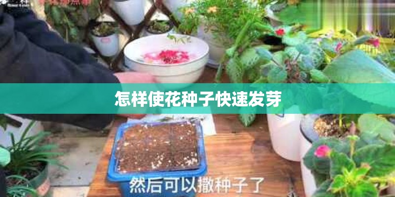 怎样使花种子快速发芽 怎样使花种子快速发芽