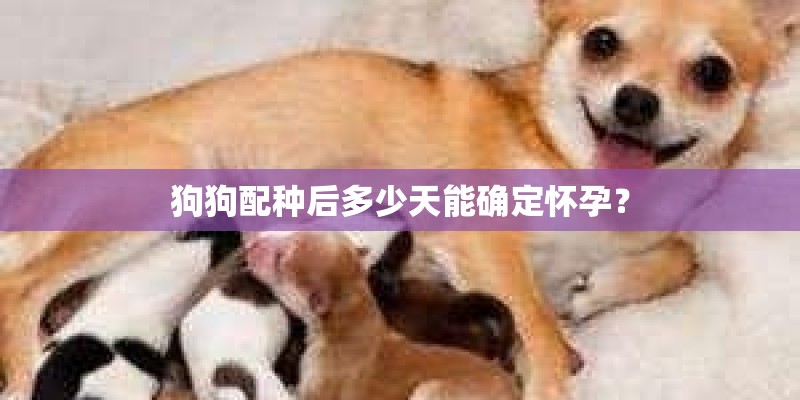 狗狗配种后多少天能确定怀孕？