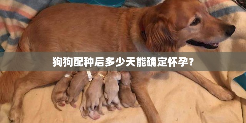 狗狗配种后多少天能确定怀孕？