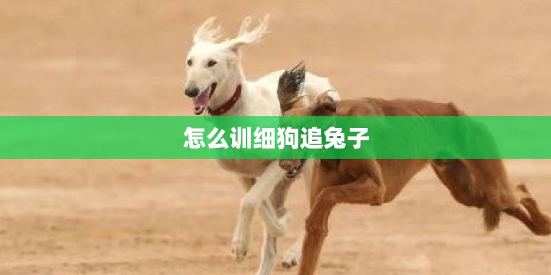 怎么训细狗追兔子
