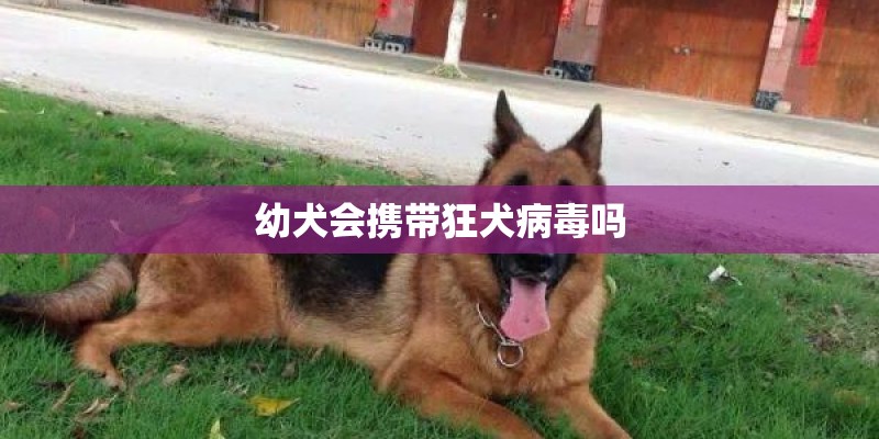 幼犬会携带狂犬病毒吗 幼犬会携带狂犬病毒吗