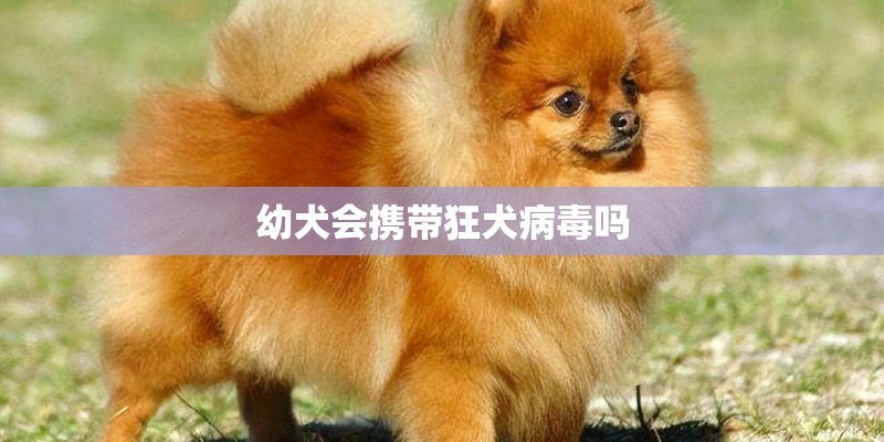 幼犬会携带狂犬病毒吗 幼犬会携带狂犬病毒吗