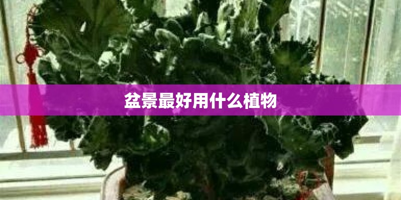 盆景最好用什么植物 盆景最好用什么植物