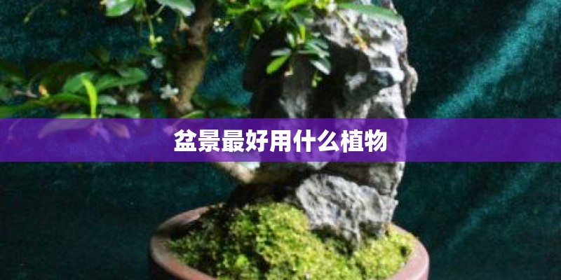 盆景最好用什么植物 盆景最好用什么植物