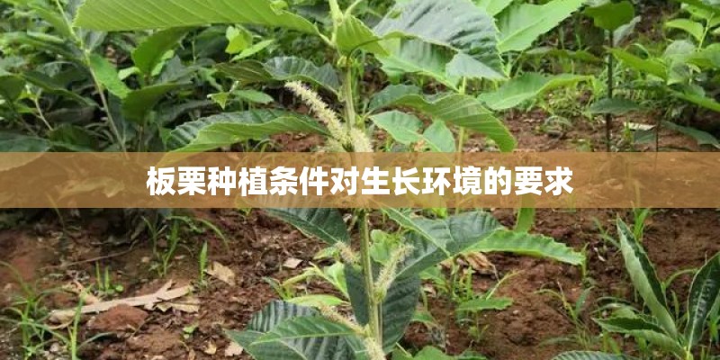 板栗种植条件对生长环境的要求