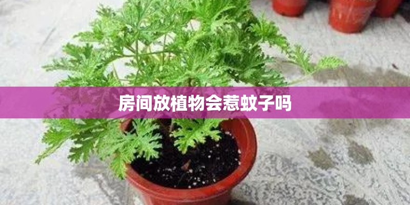 房间放植物会惹蚊子吗